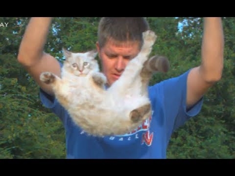 Les chats retournent ils tous sur leurs pattes 1
