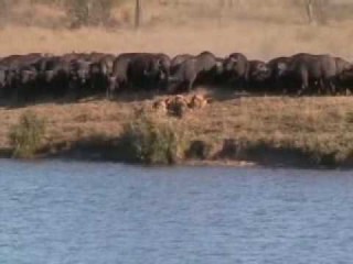 Bataille entre lions, aligators et buffles