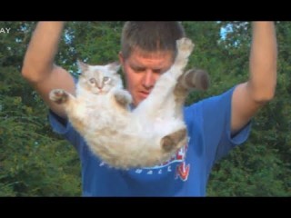 Les chats retournent ils tous sur leurs pattes
