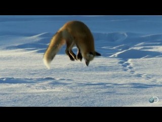 Renard roux plonge tête première dans la neige
